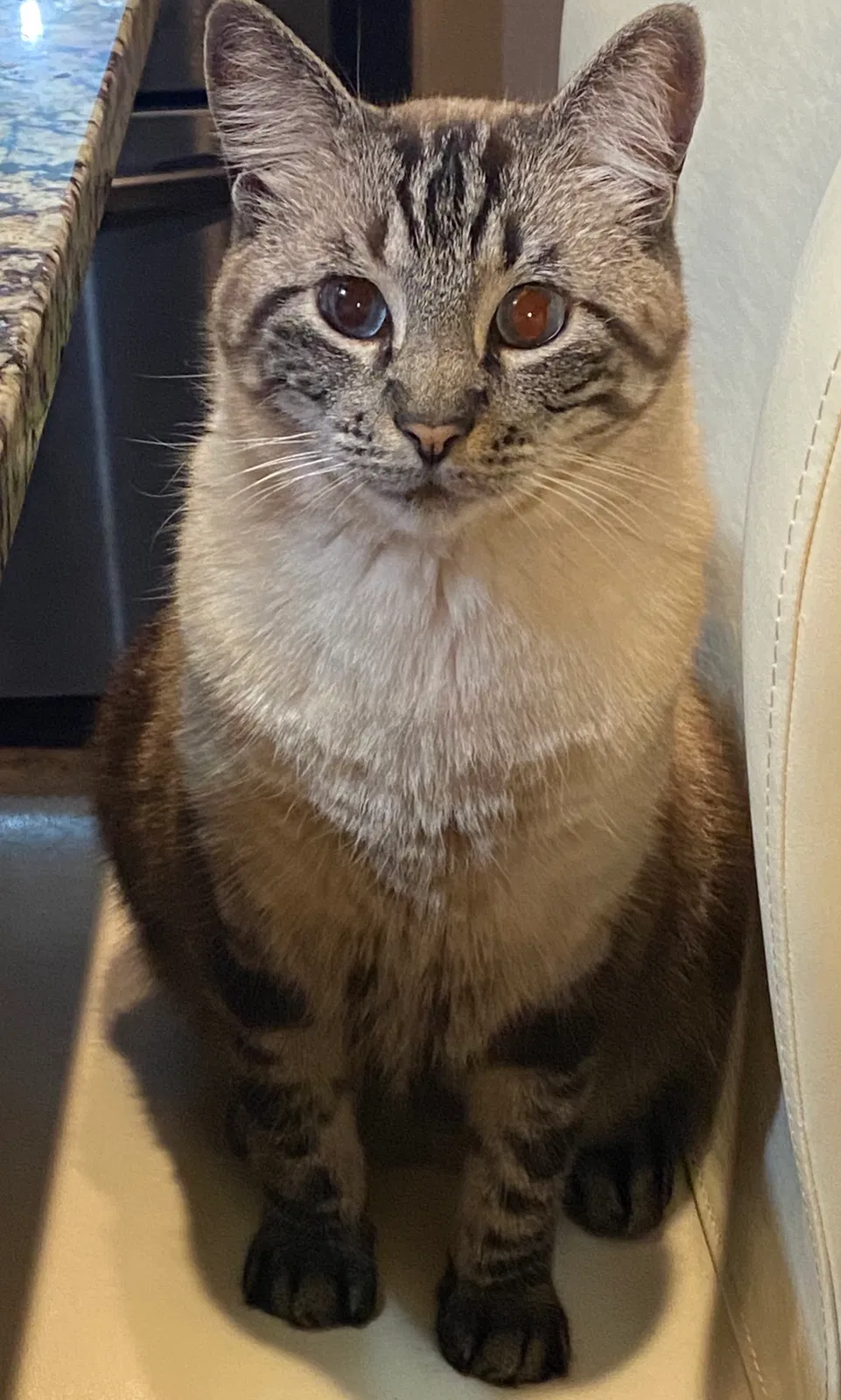 Lost cat in Ponchatoula, LA, 70454