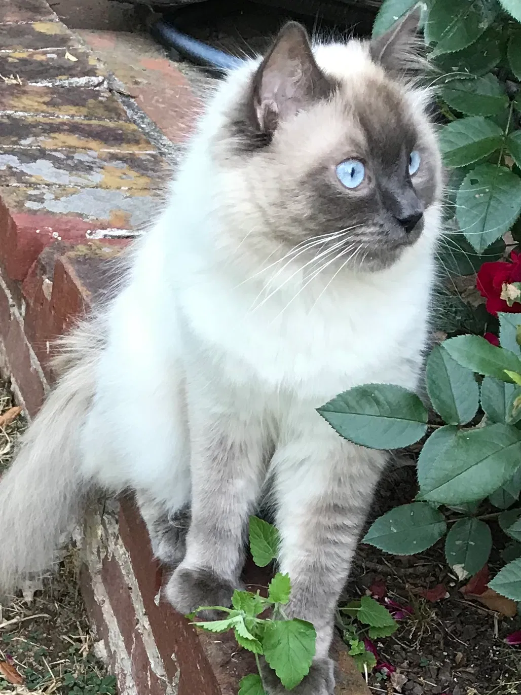 Lost cat in Rockmart, GA, 30153