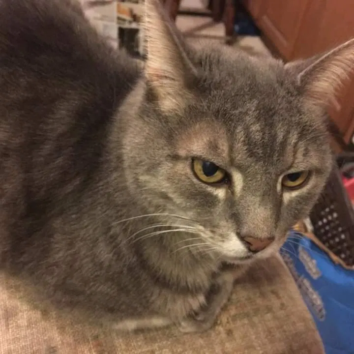Lost cat in Johnstown, PA, 15901