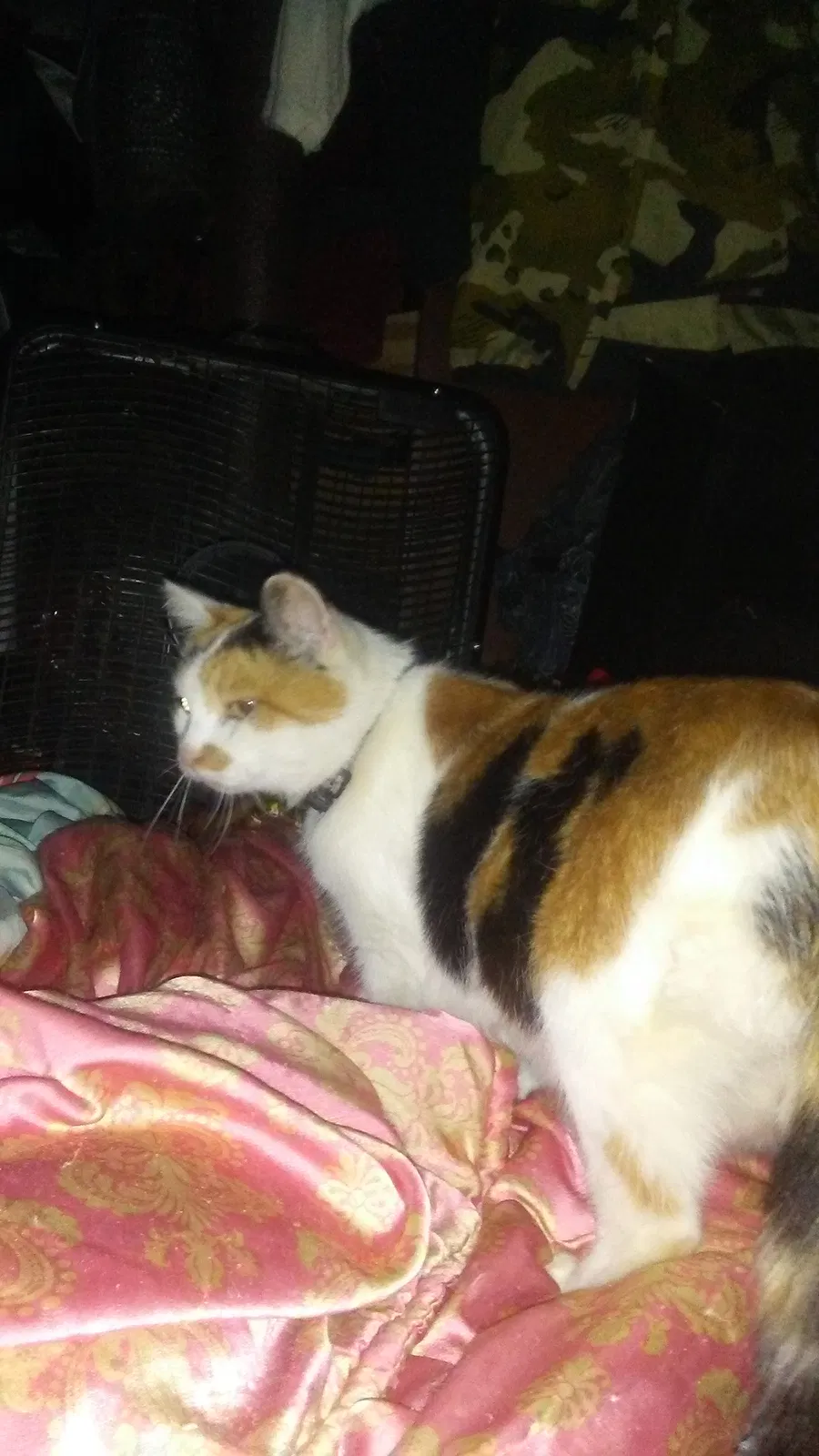 Lost cat in Waynesburg, PA, 15370