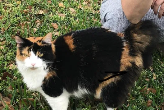 Lost cat in Mandeville, LA, 70471
