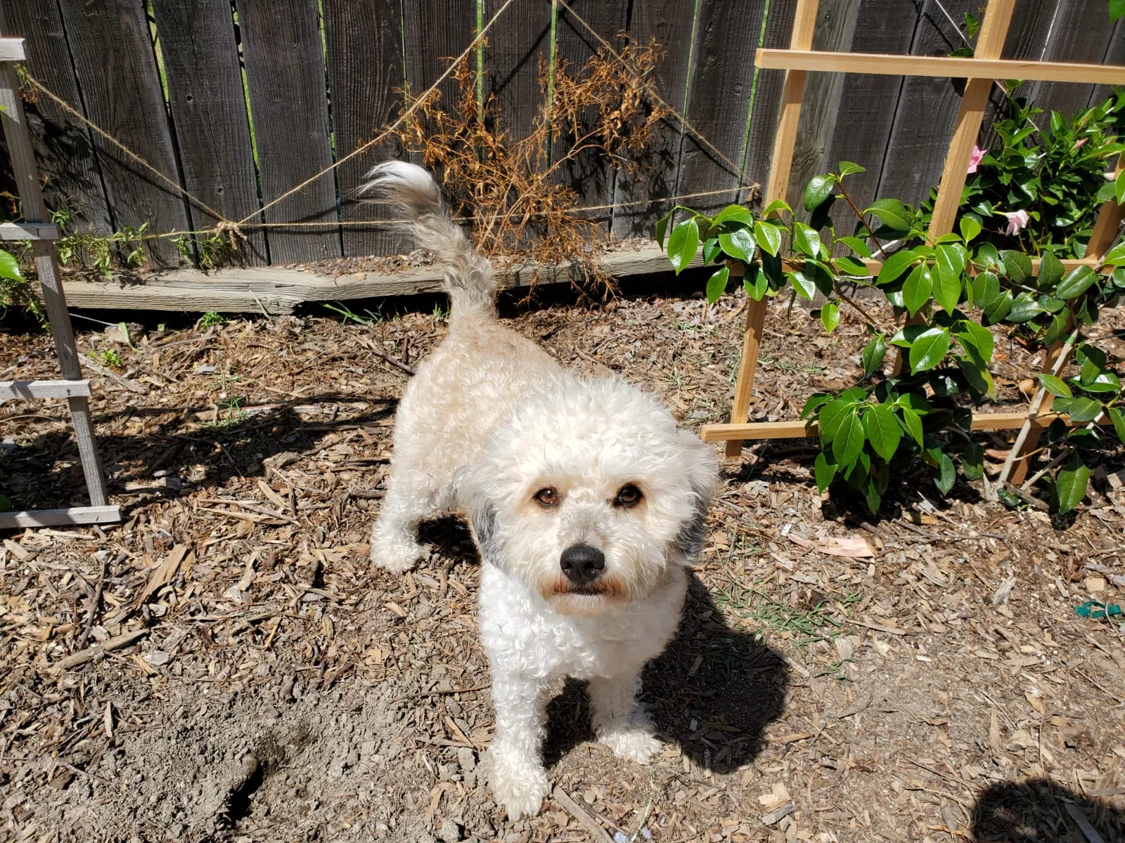 Lost dog in Santa Ana, CA, 92705