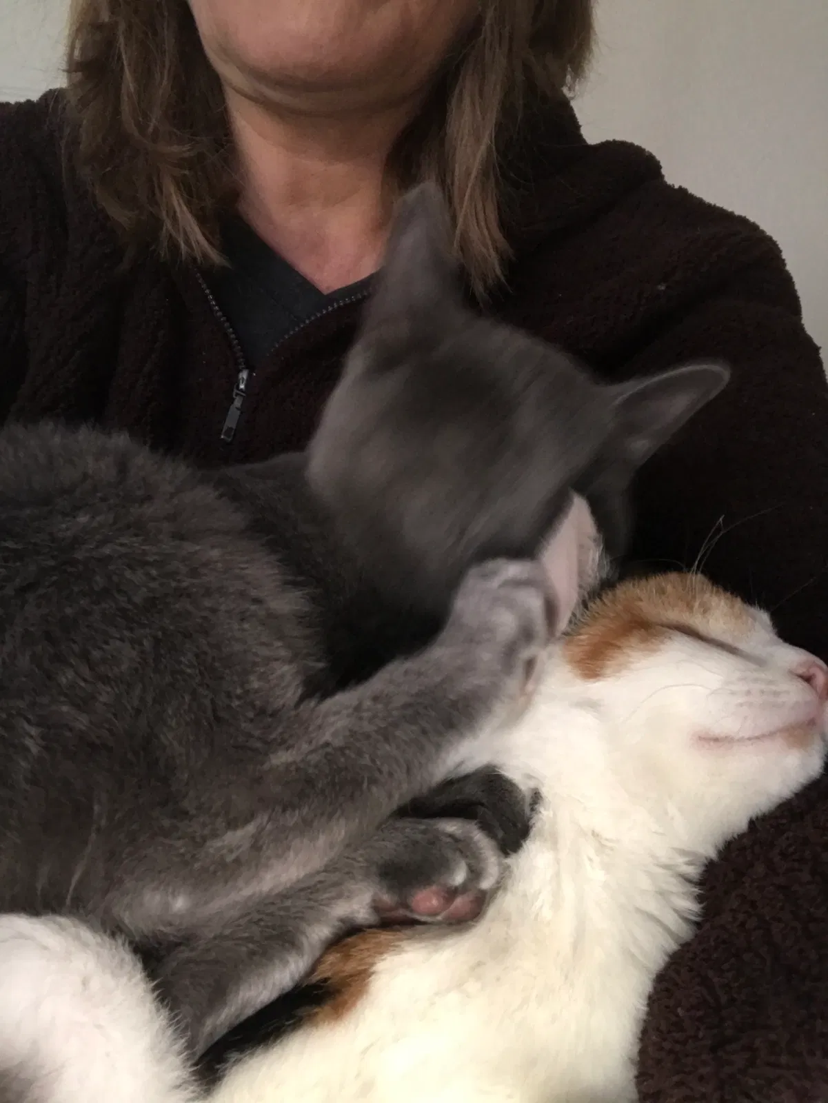 Lost cat in Flagstaff, AZ, 86001