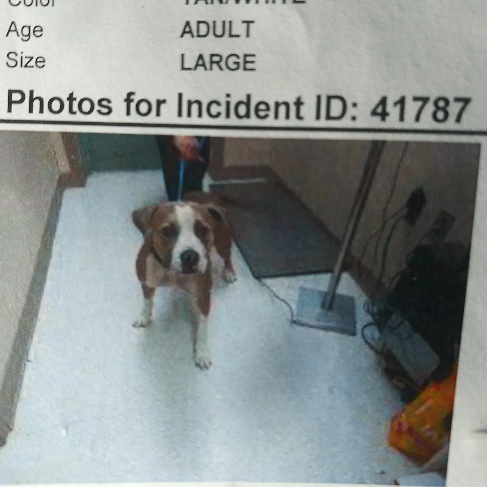 Lost dog in Colorado Springs, CO, 80920