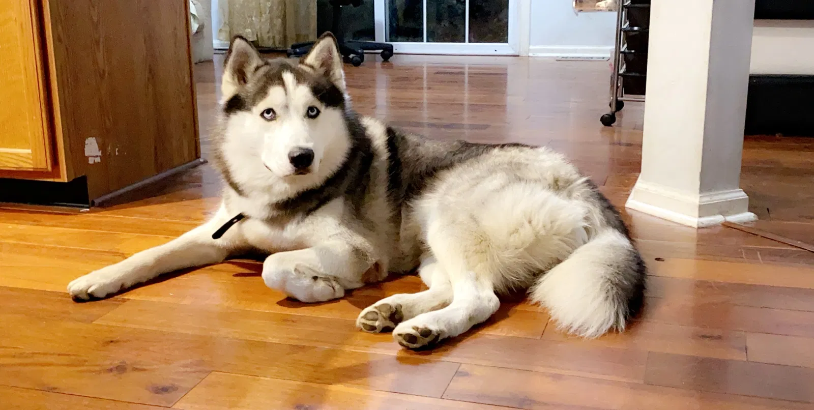 Lost dog in Vineland, NJ, 8360