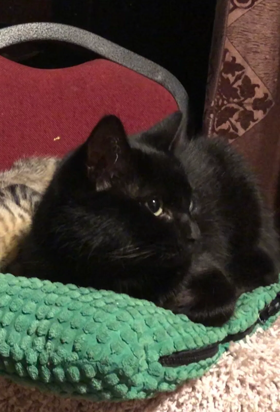 Lost cat in Sedro Woolley, WA, 98284