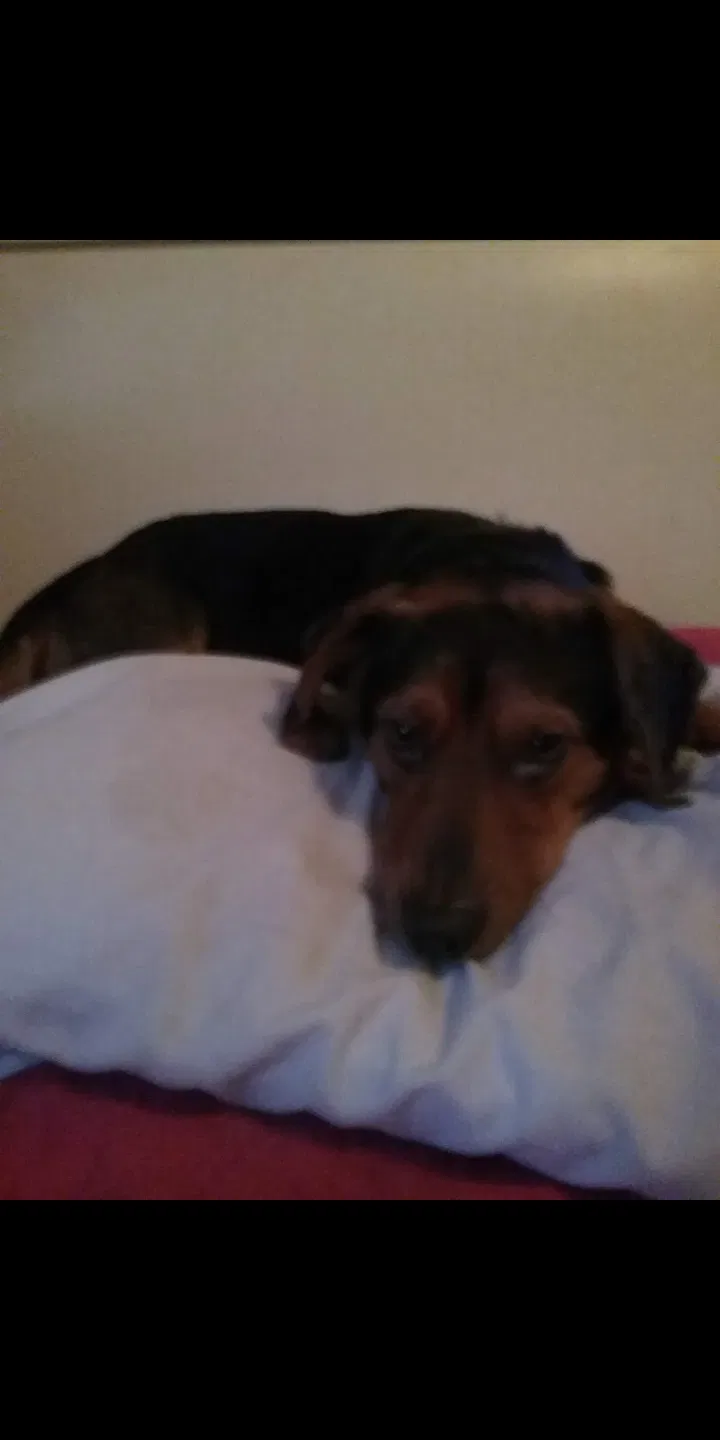 Lost dog in High Point, NC, 27263