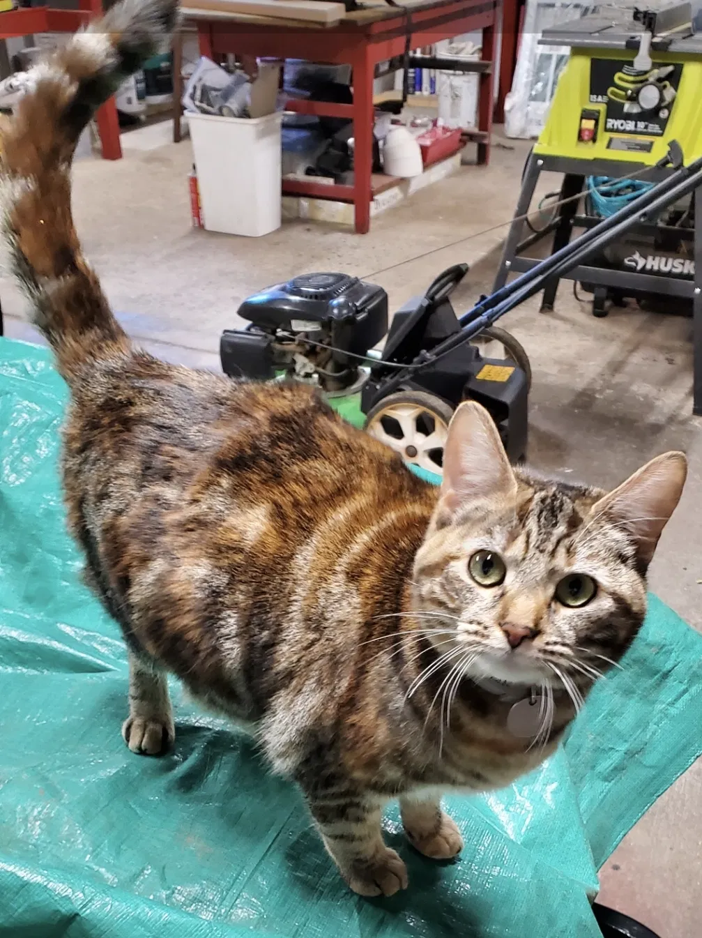 Lost cat in Silver Creek, GA, 30173