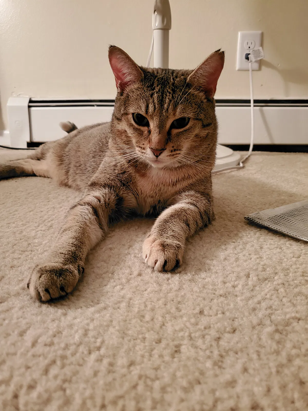 Lost cat in Excelsior, MN, 55331