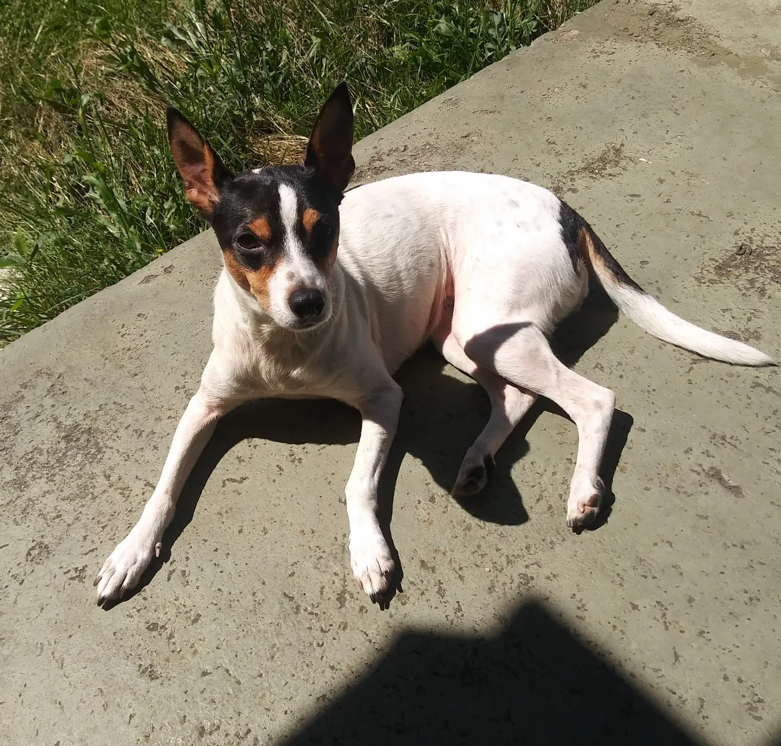 Lost dog in Mobile, AL, 36619