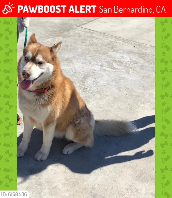 Lost dog in San Bernardino, CA, 92404