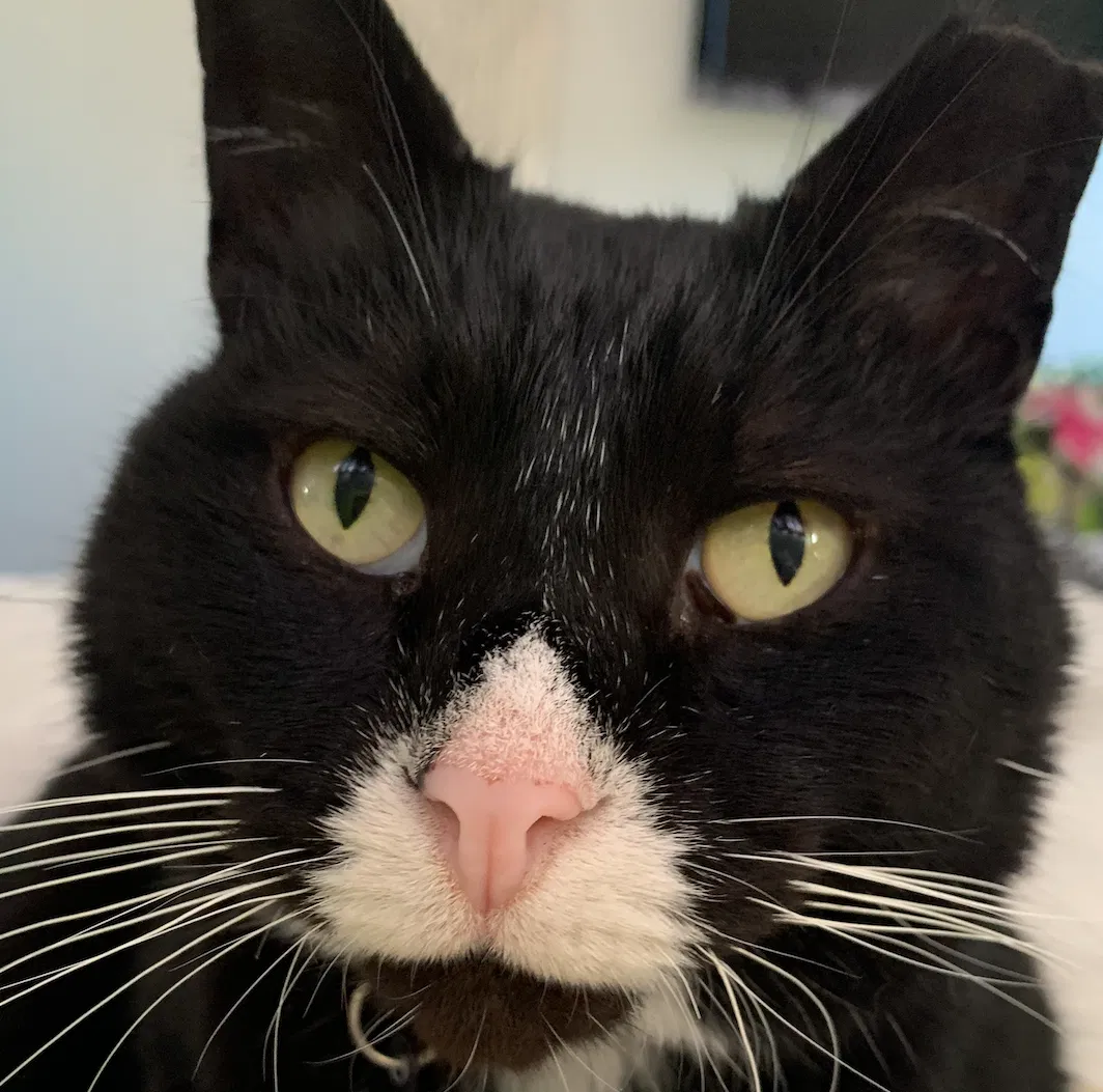 Lost cat in San Diego, CA, 92120
