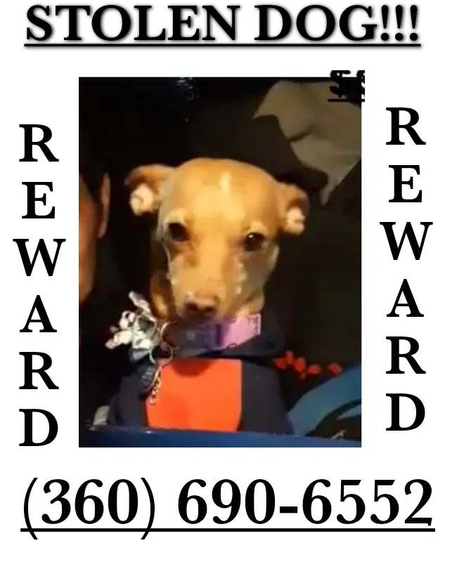 Lost dog in Vancouver, WA, 98662