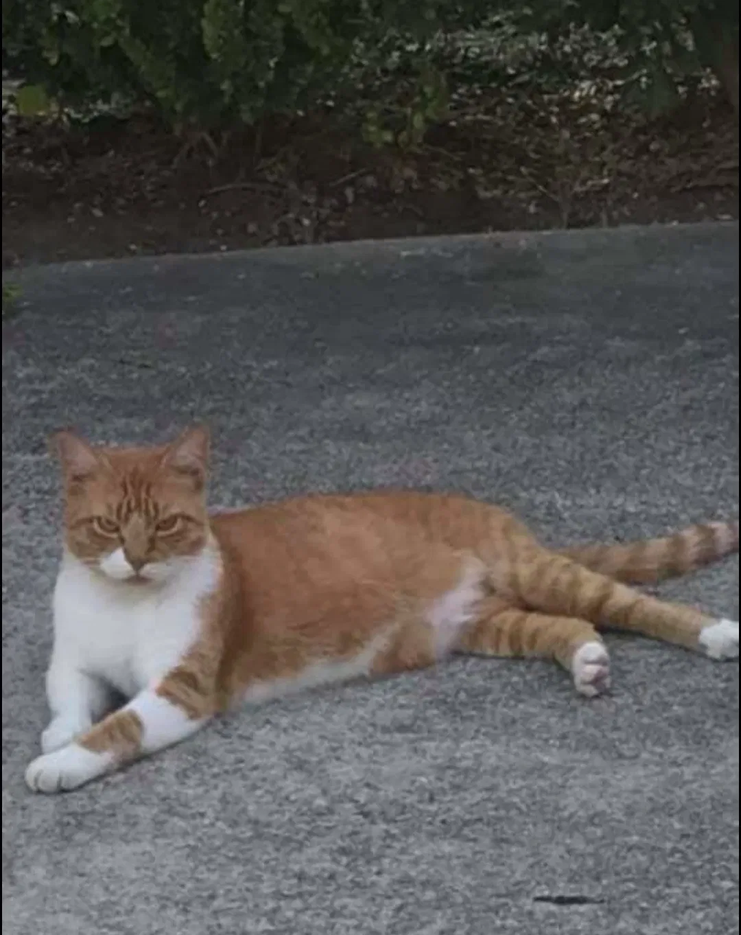 Lost cat in Cleveland, TX, 77327