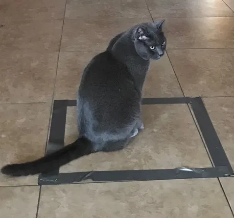 Lost cat in Anchorage, AK, 99504