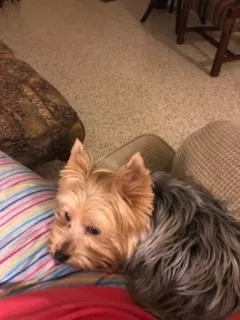 Lost dog in Slidell, LA, 70460