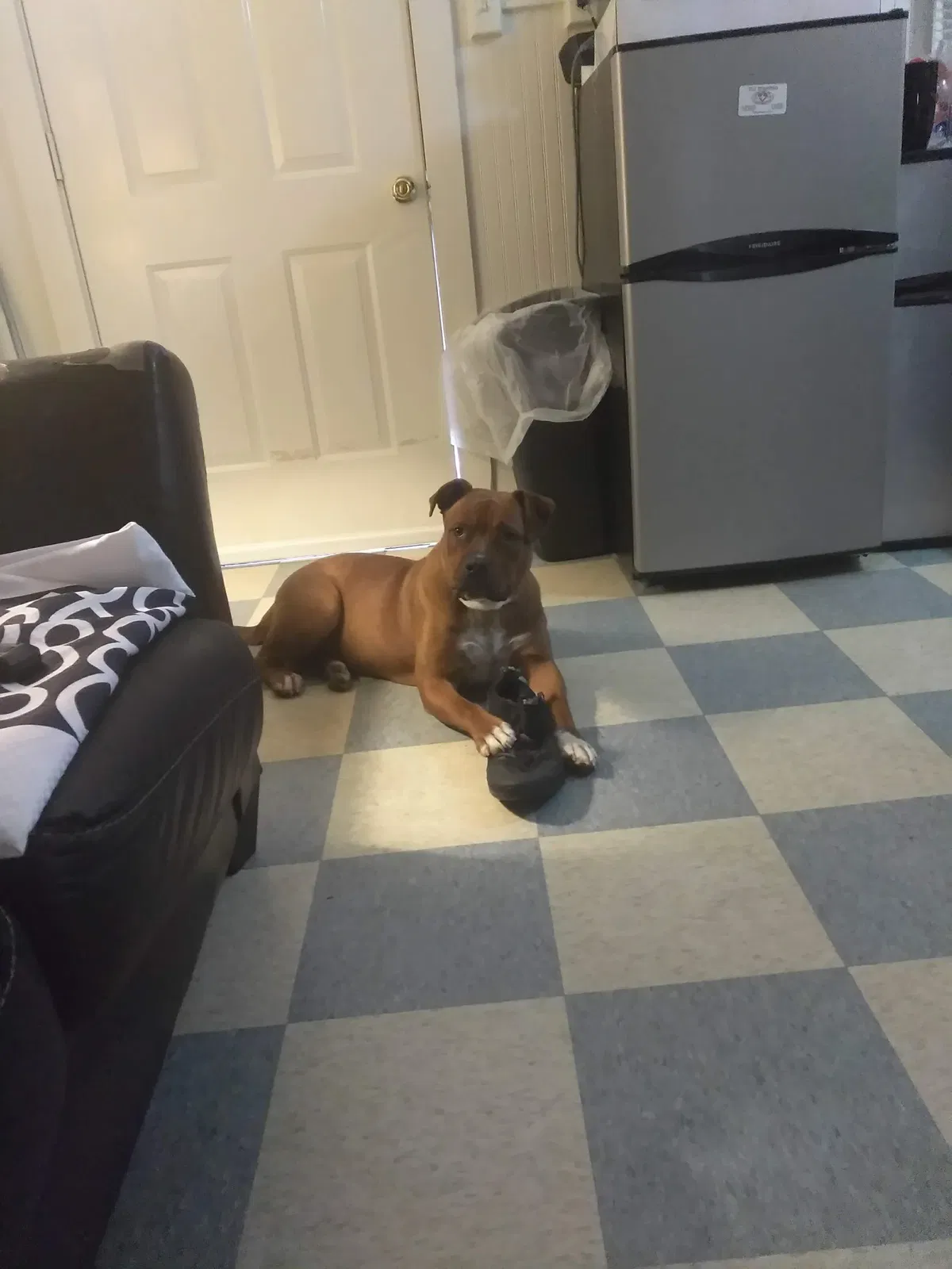 Lost dog in Victoria, TX, 77901