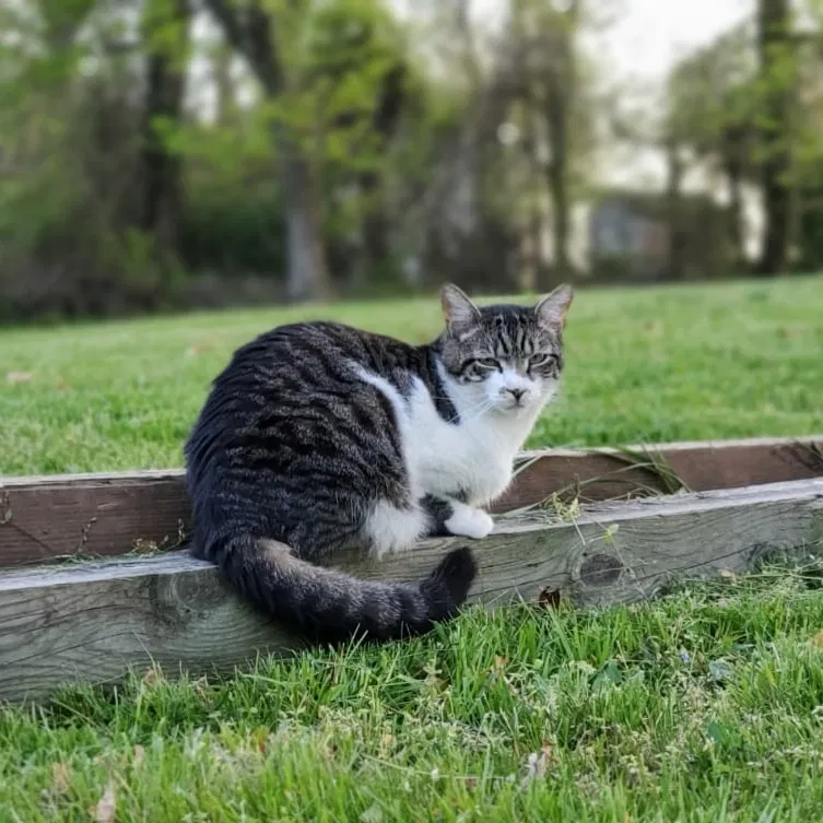 Lost cat in Hyattsville, MD, 20784