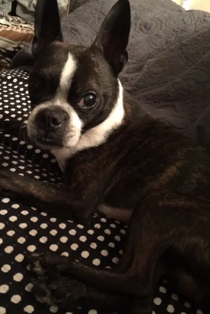 Lost dog in Fort Worth, TX, 76133