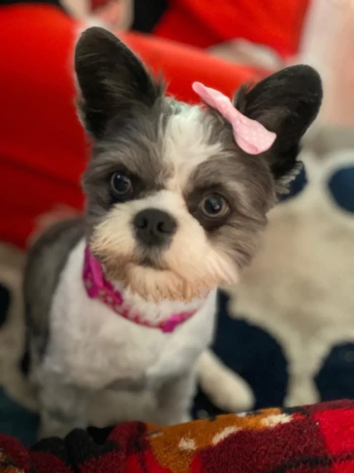 Lost dog in Aurora, CO, 80011
