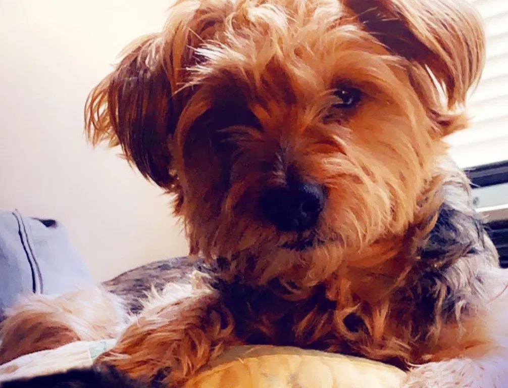 Lost dog in Bronx, NY, 10460