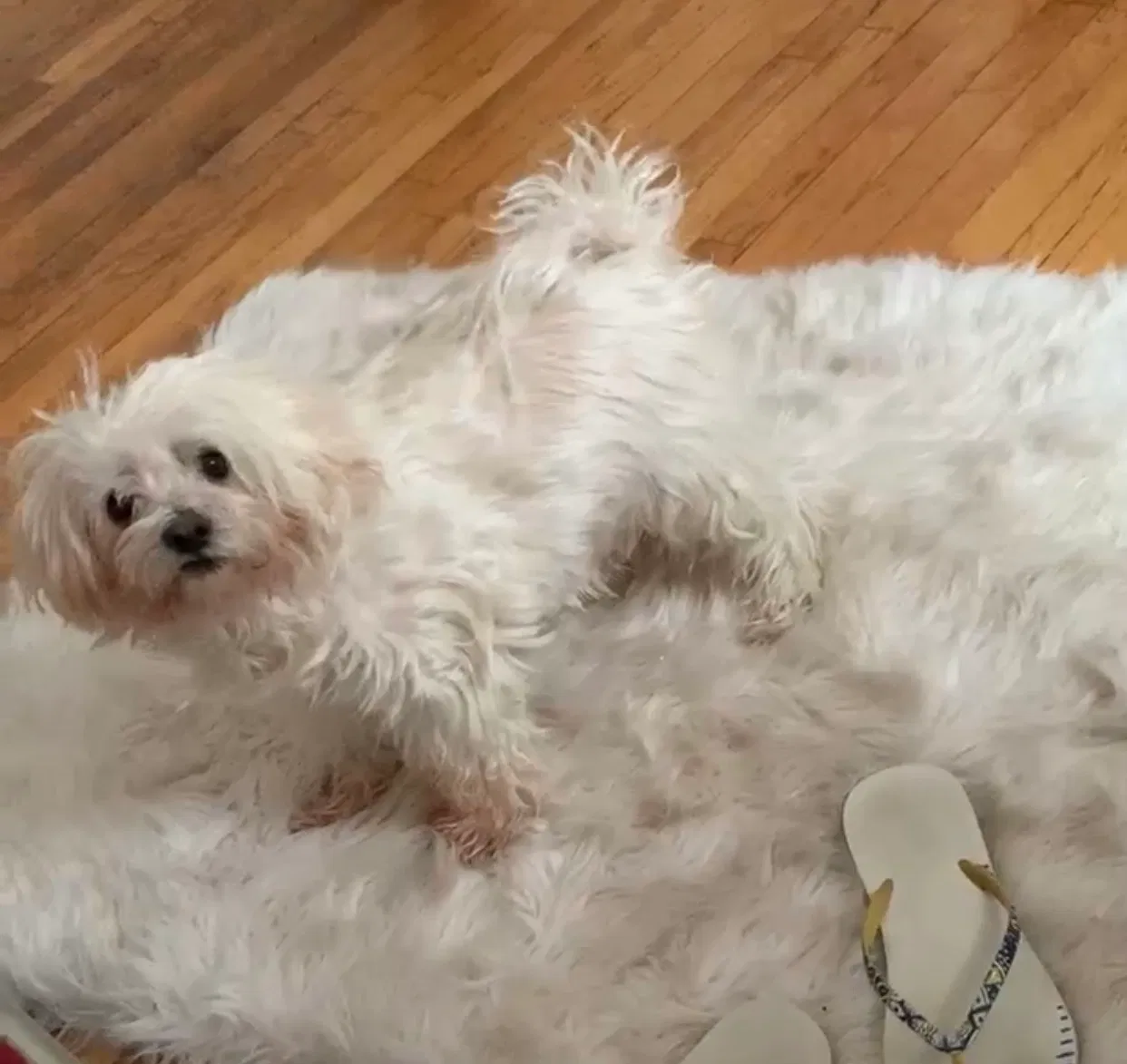 Lost dog in Cambria Heights, NY, 11411