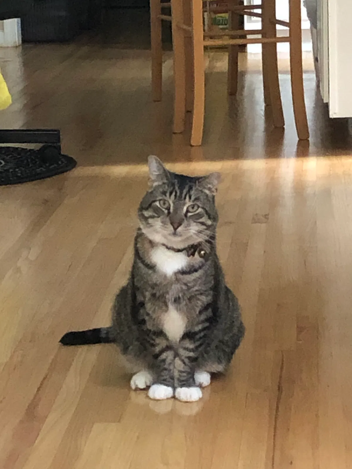 Lost cat in Morristown, NJ, 7960