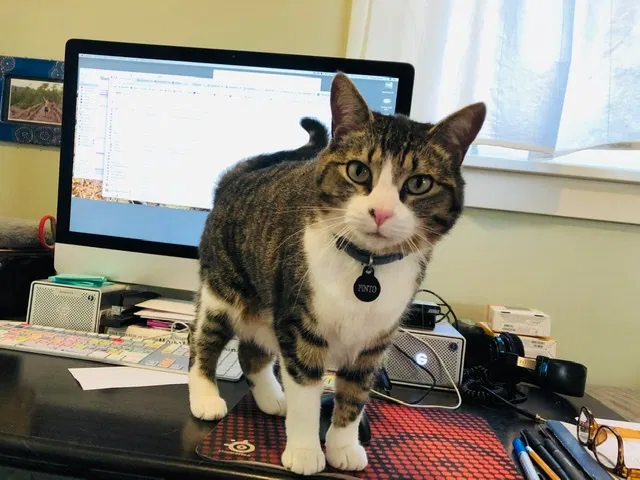 Lost cat in Seattle, WA, 98118
