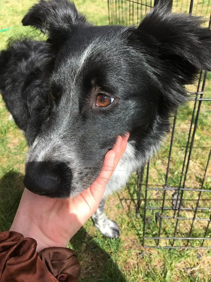 Lost dog in Salt Lake City, UT, 84116