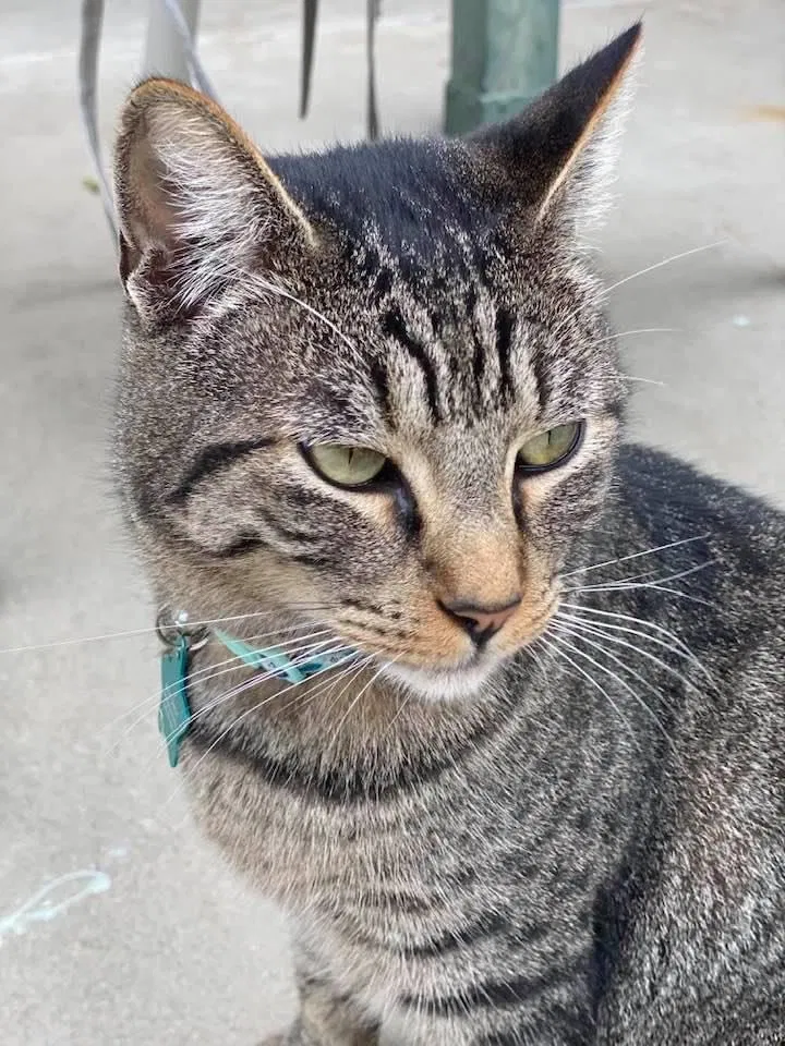 Lost cat in San Diego, CA, 92120