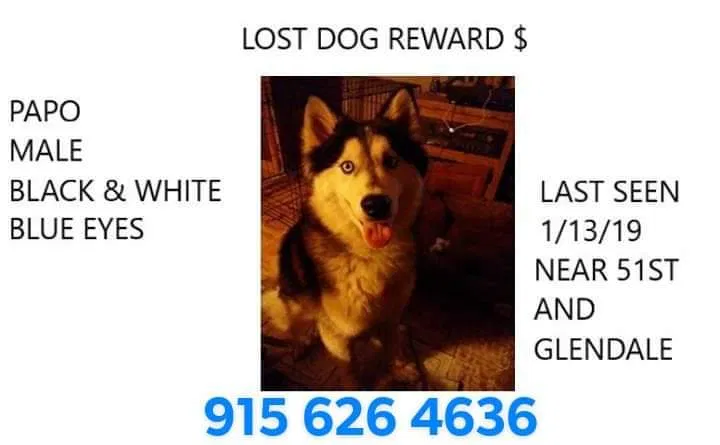 Lost dog in Glendale, AZ, 85301