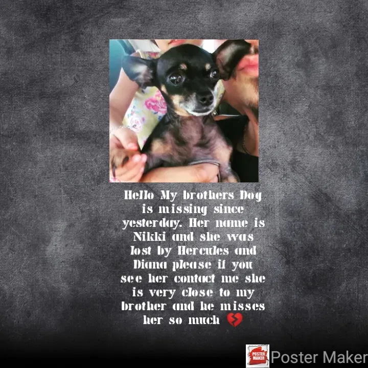 Lost dog in El Paso, TX, 79904