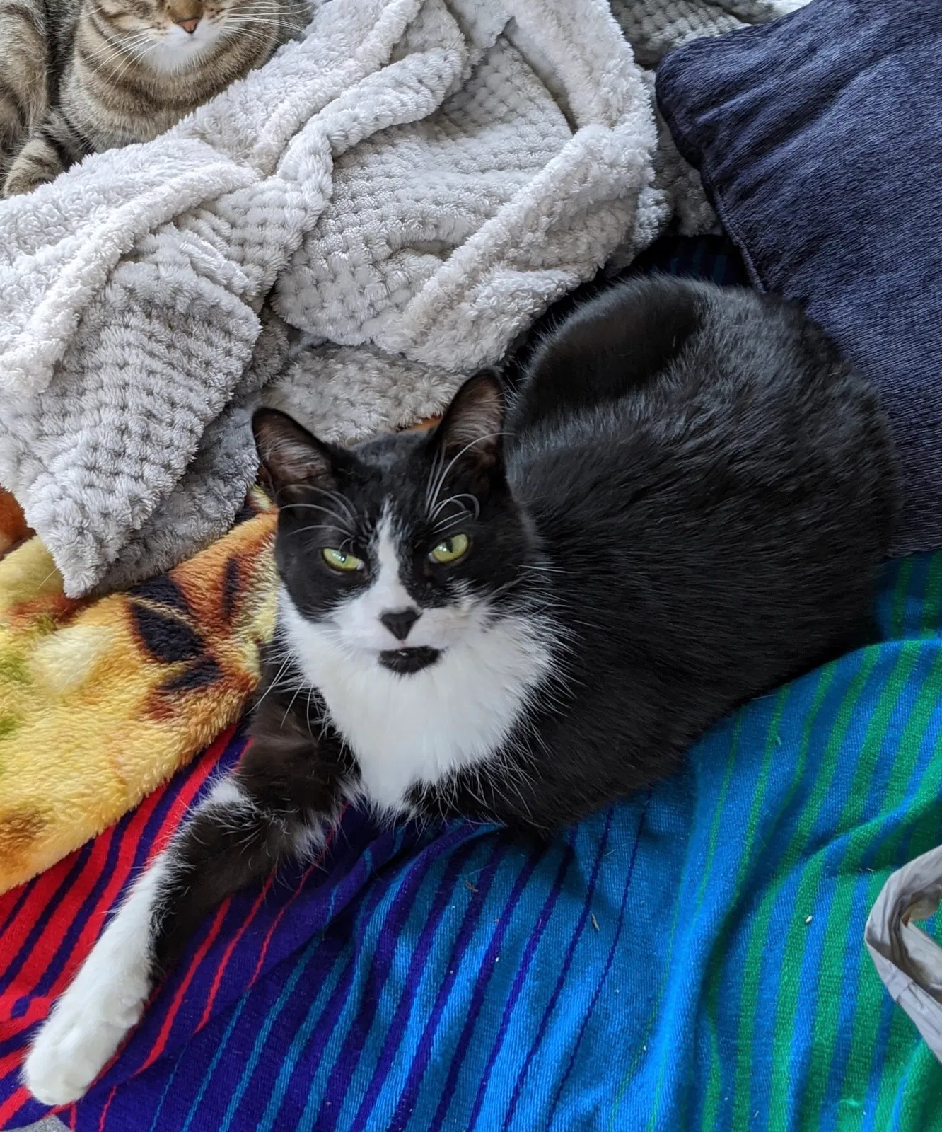 Lost cat in Rochester, NY, 14623