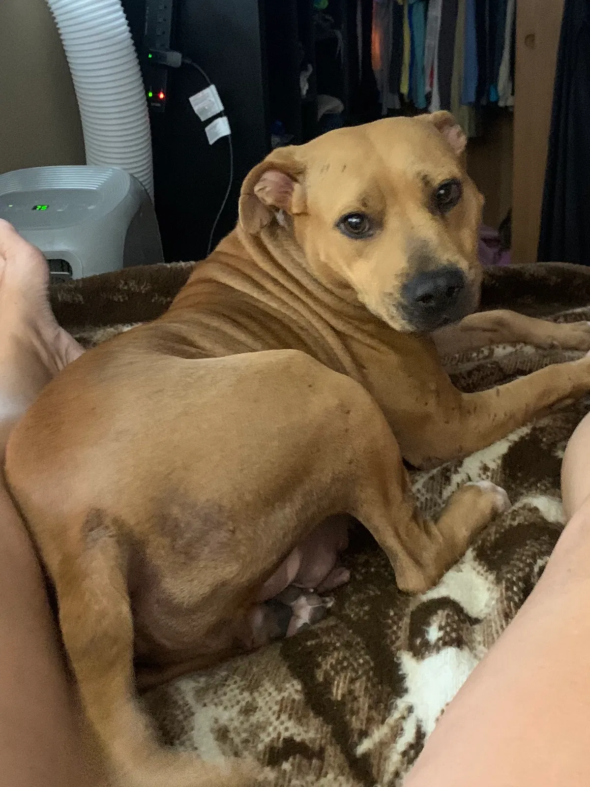 Lost dog in Clermont, FL, 34711