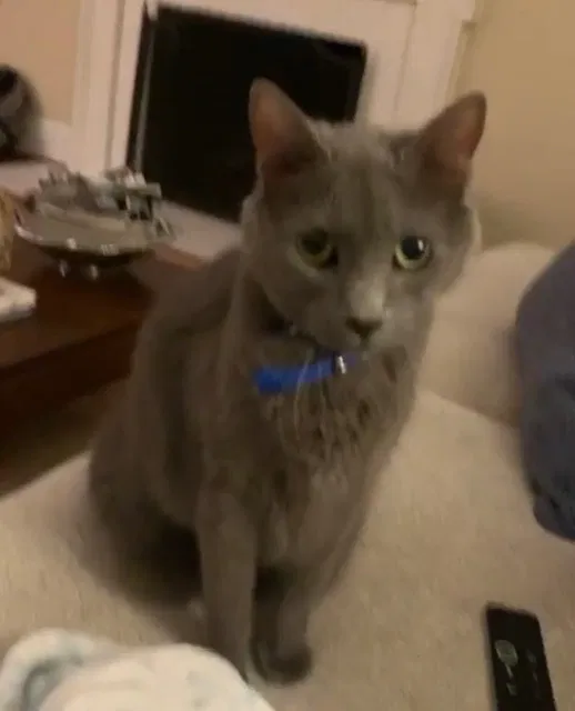Lost cat in Charlotte, NC, 29226