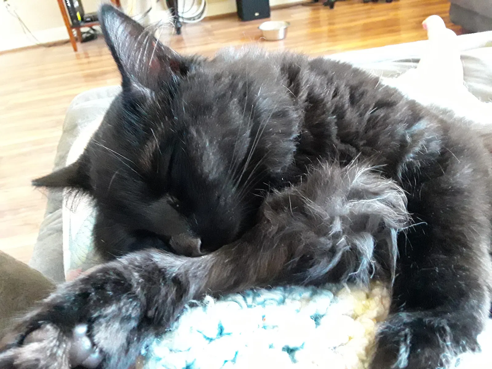 Lost cat in Colorado Springs, CO, 80907
