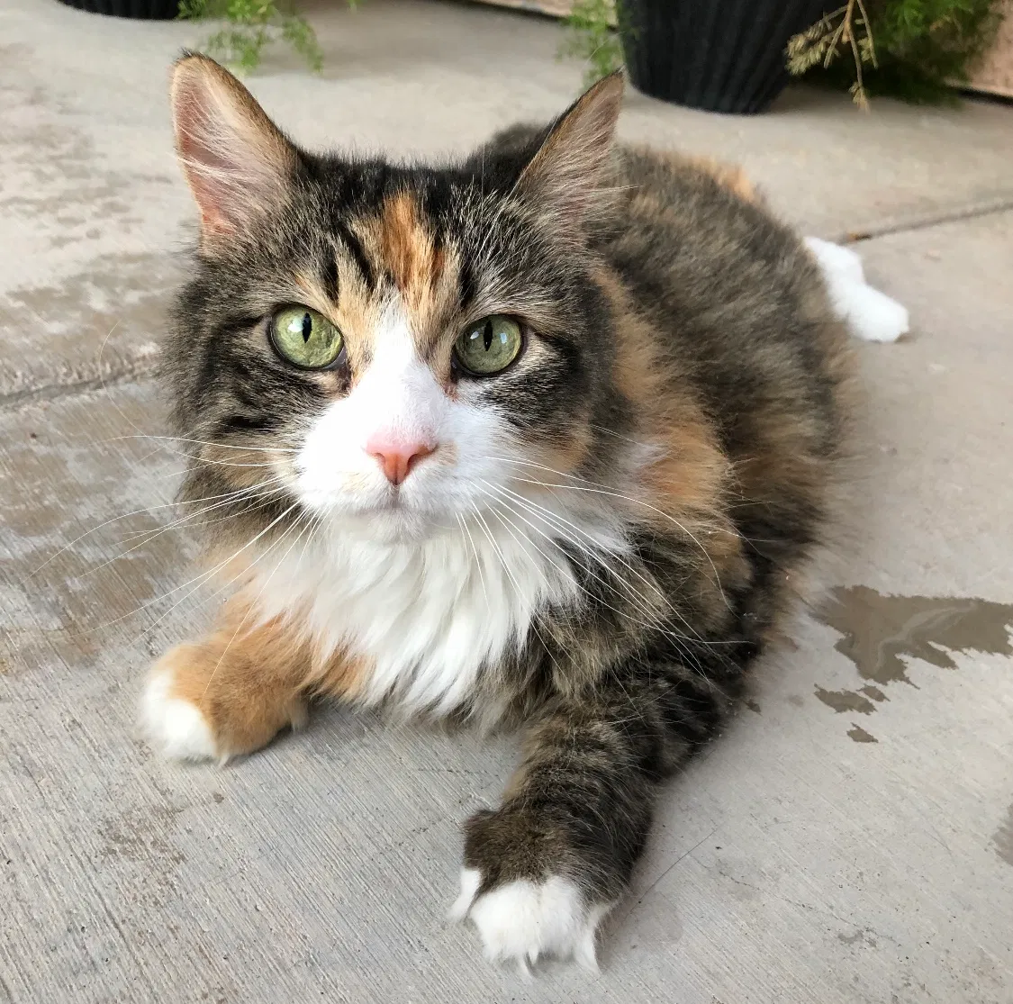 Lost cat in North Las Vegas, NV, 89031