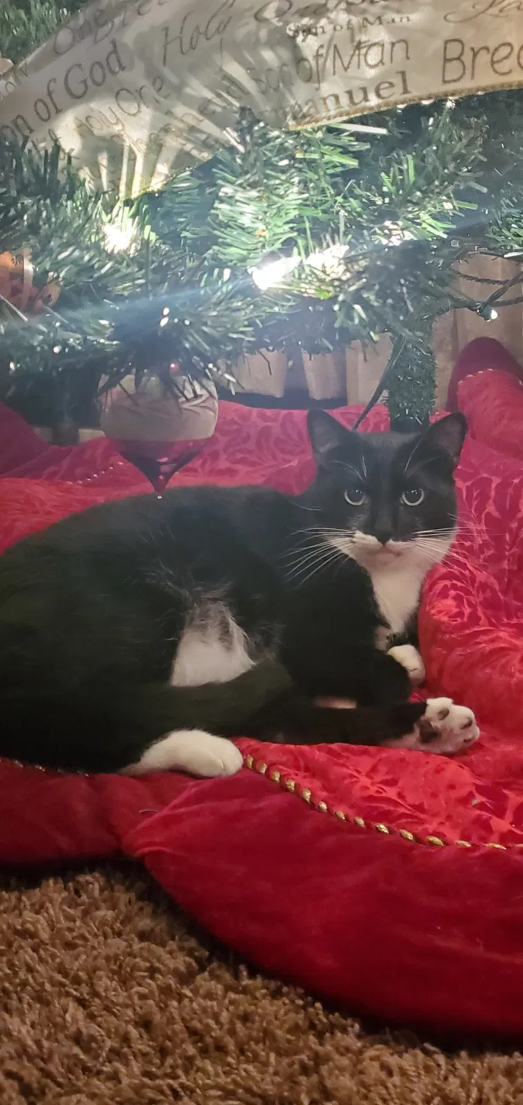 Lost cat in Modesto, CA, 95350