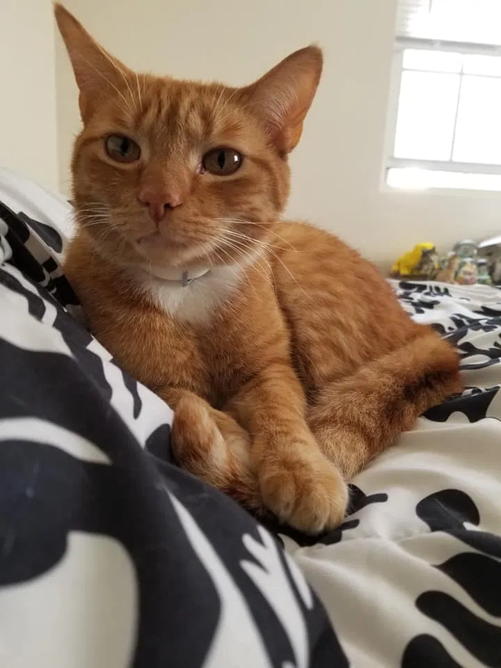 Lost cat in Fort Bragg, NC, 28307