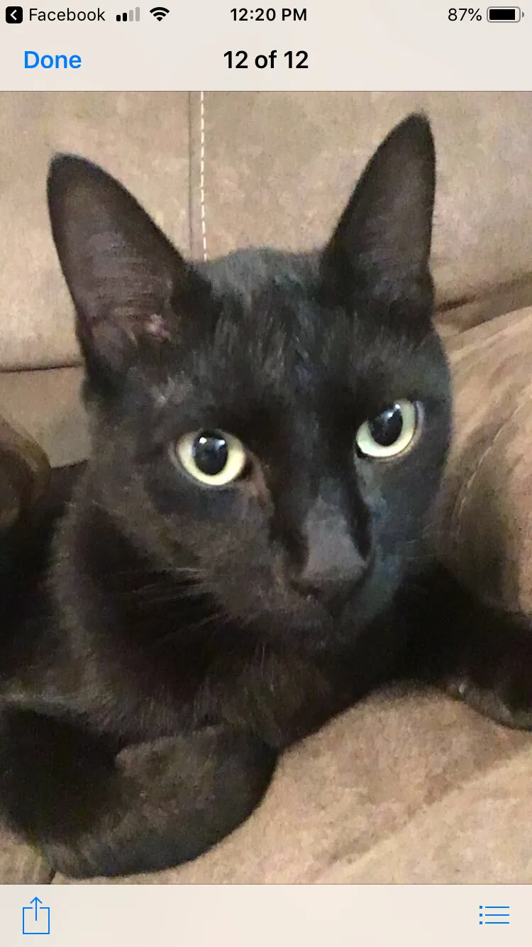 Lost cat in Pensacola, FL, 32504