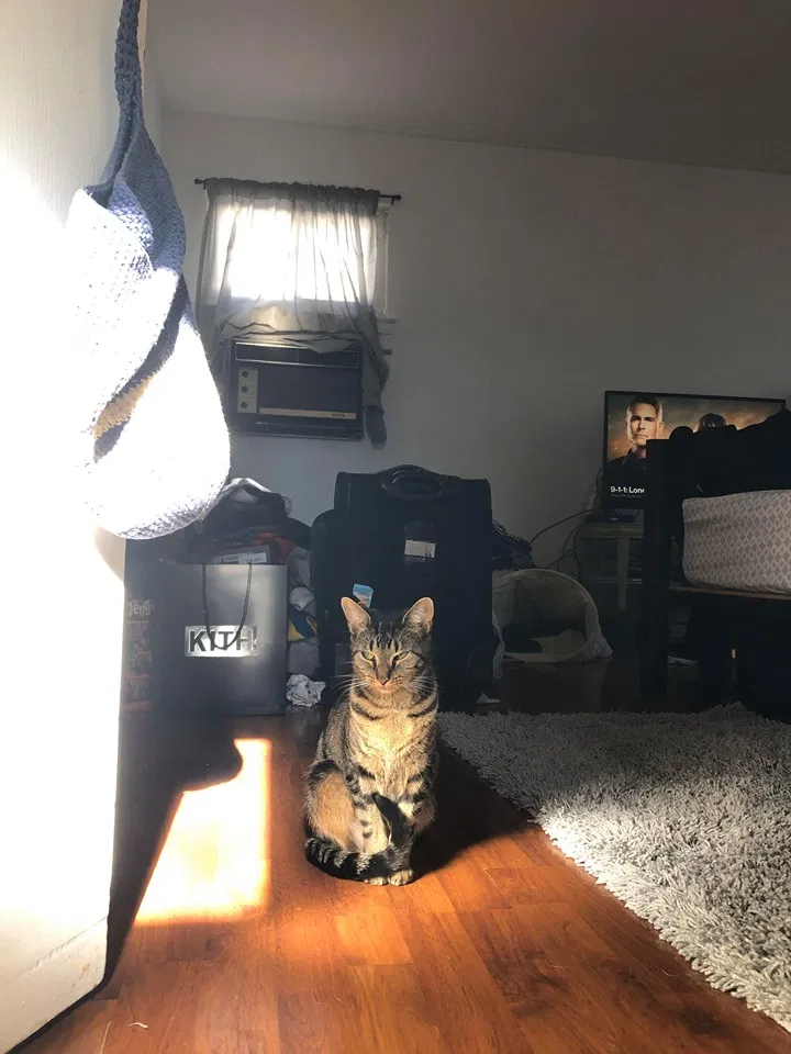 Lost cat in Hollis, NY, 11423