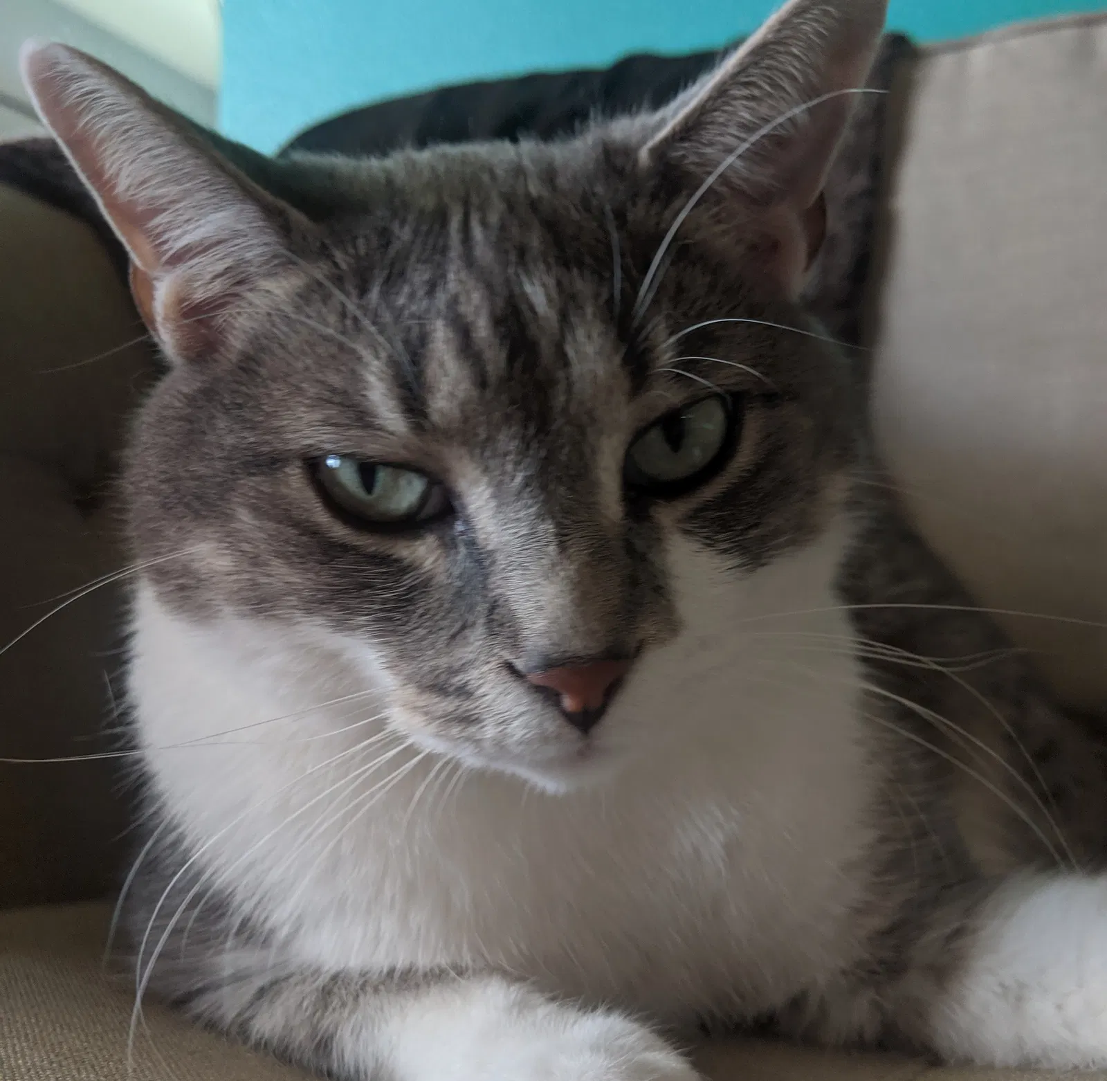 Lost cat in Unknown, AR, 72713