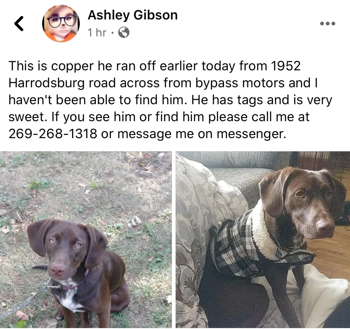 Lost dog in Lawrenceburg, KY, 40342