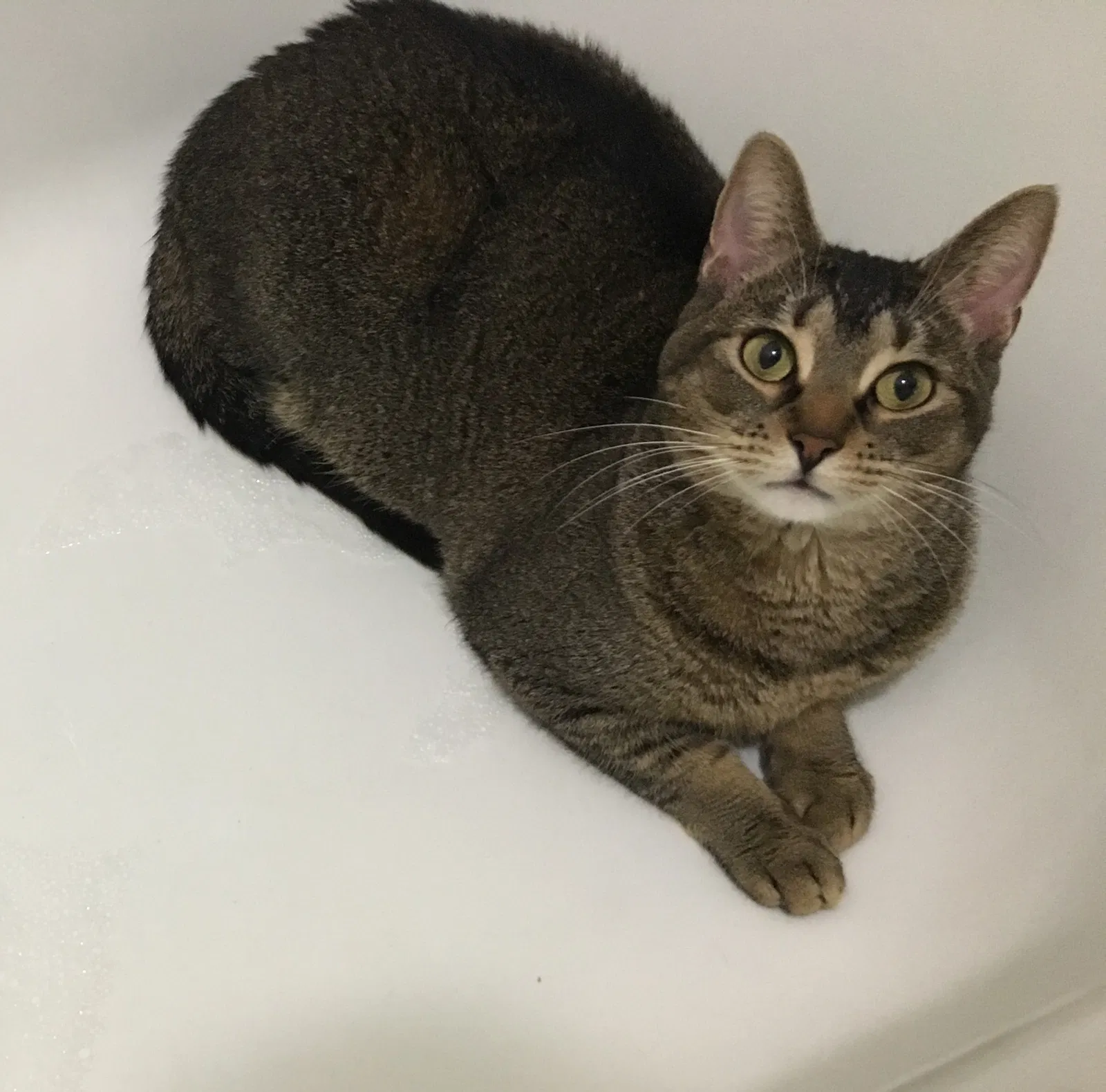Lost cat in Joliet, IL, 60435