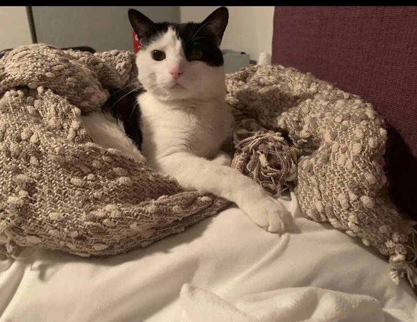Lost cat in Arvada, CO, 80007