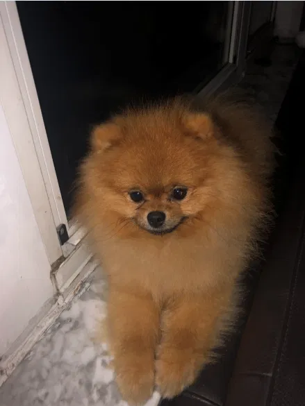 Lost dog in Miami Beach, FL, 33139