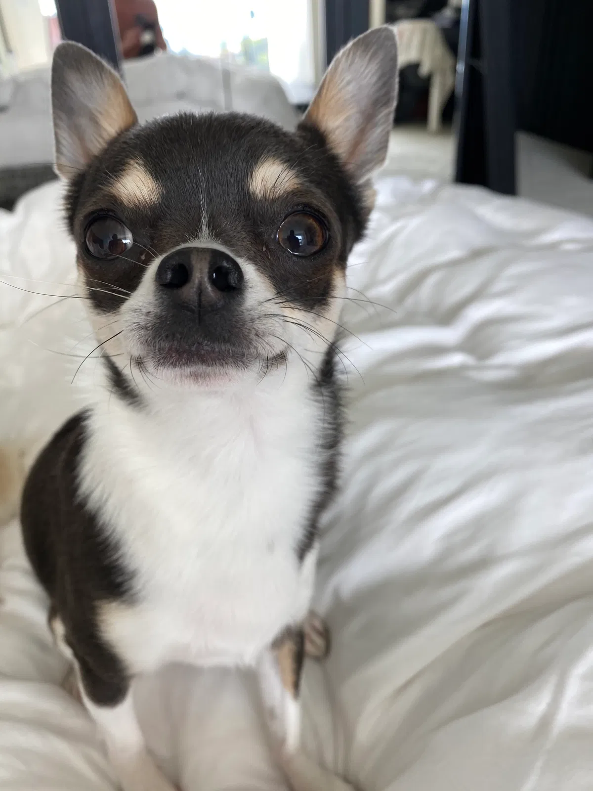 Lost dog in La Jolla, CA, 92037