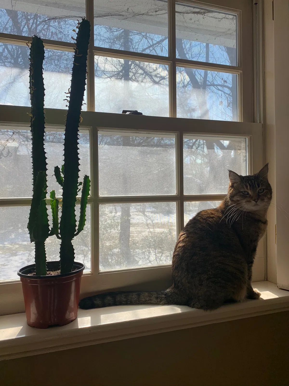 Lost cat in Tulsa, OK, 74105