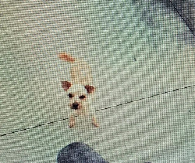 Lost dog in Hawthorne, CA, 90250
