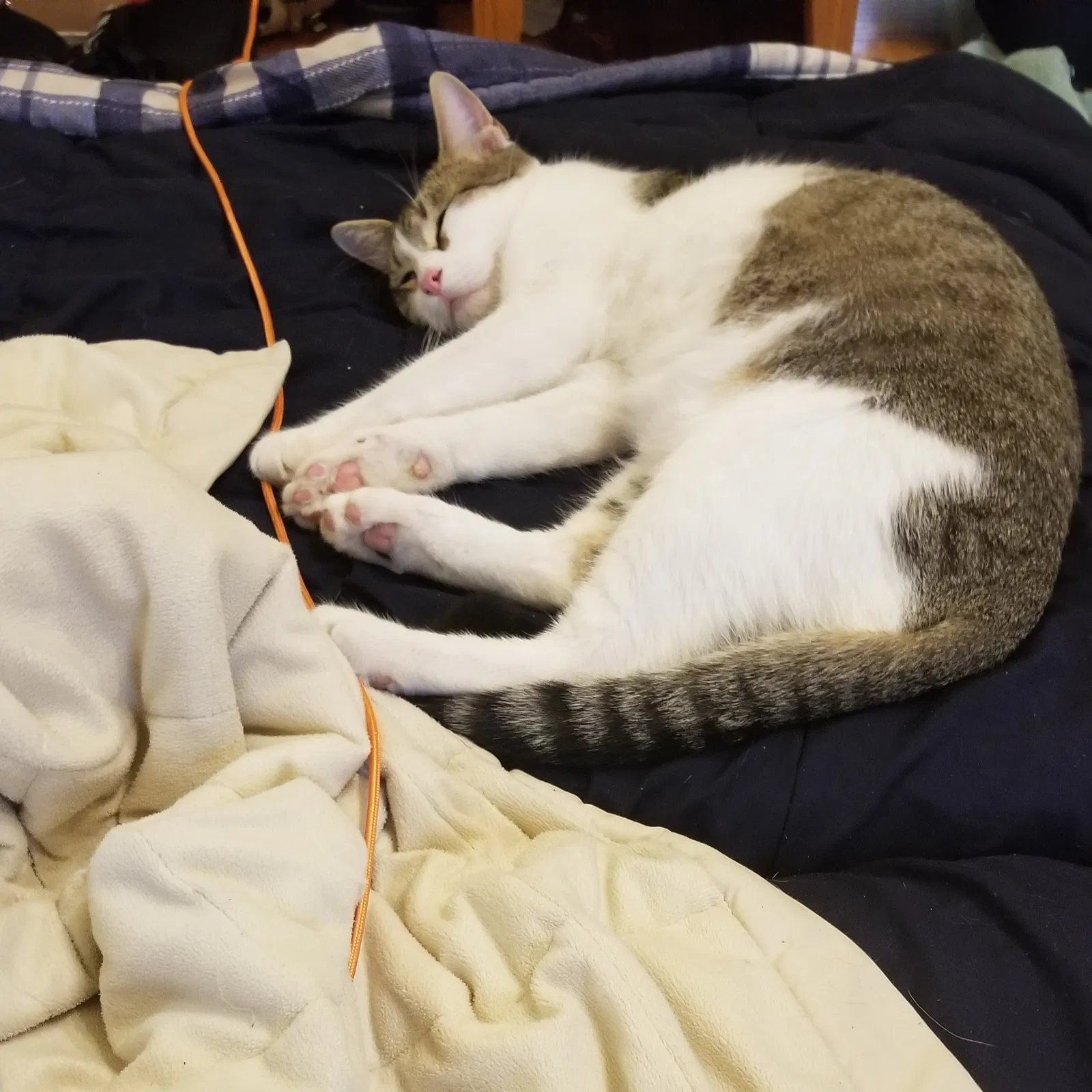 Lost cat in Lawrence, KS, 66044